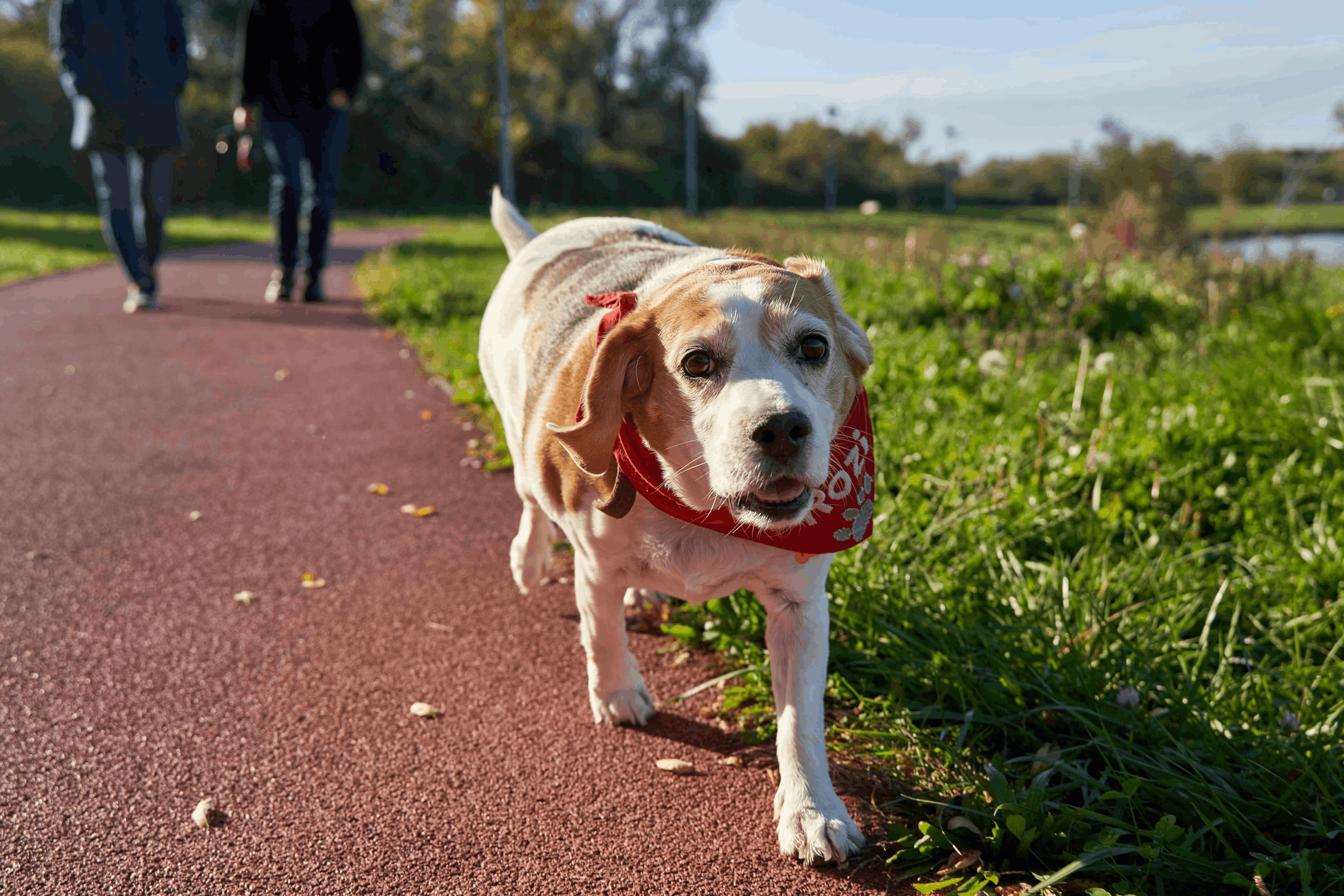 Dog collar and leash on grass