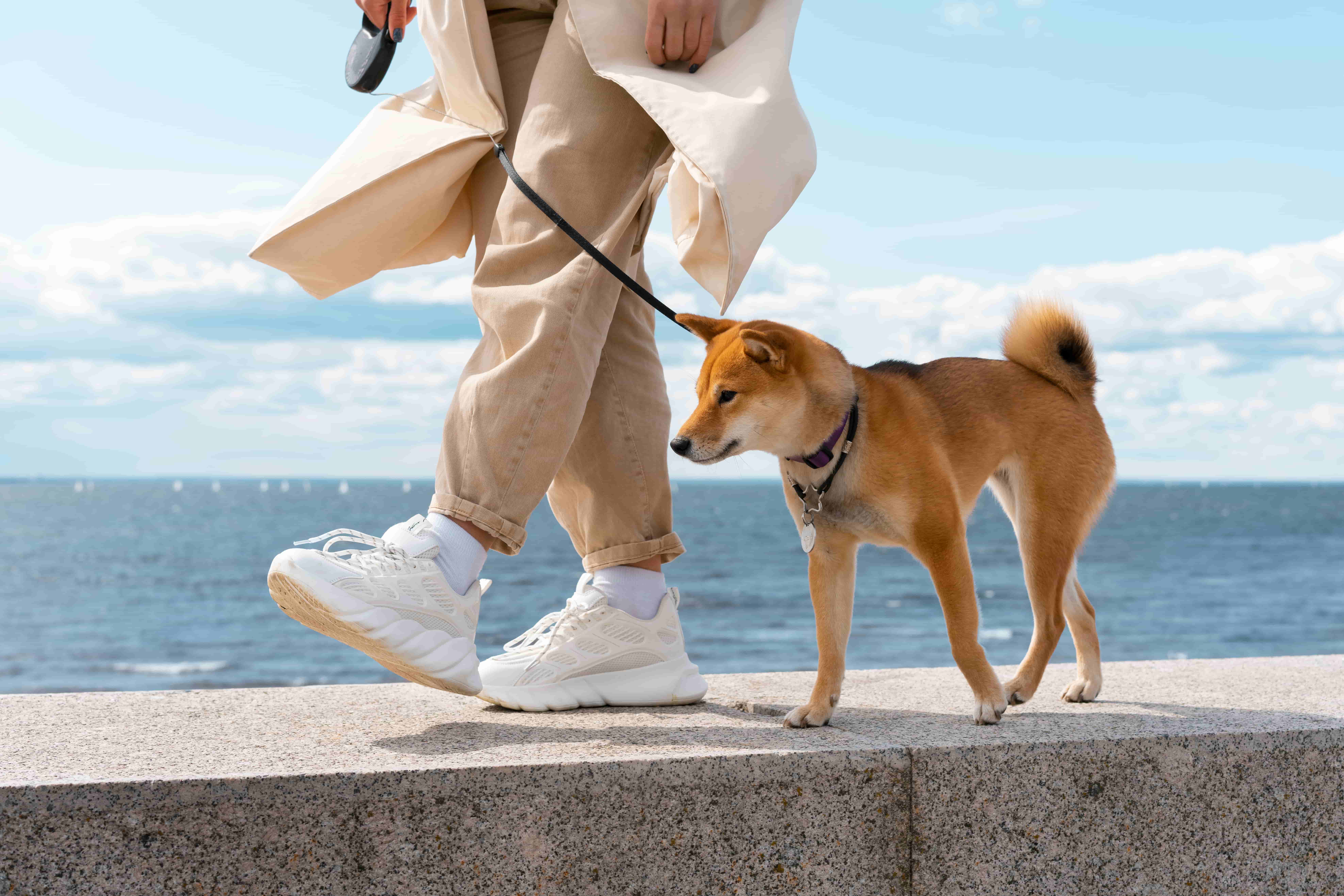 The Benefits of Daily Dog Walking